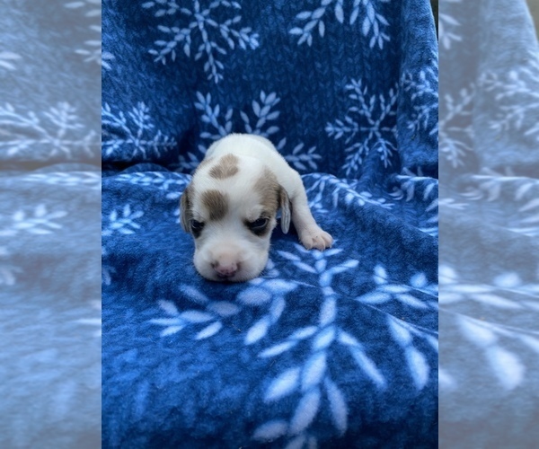 Medium Photo #2 Welsh Foxhound  Puppy For Sale in AIKEN, SC, USA