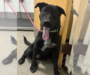 German Shepherd Dog Dogs for adoption in Forestville, MD, USA