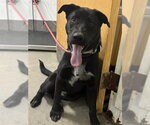 *DARLA - Female German Shepherd Dog Dog for Adoption - Small photo