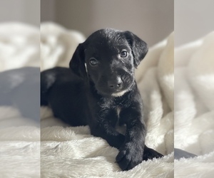 Dalmatian-Goldendoodle Mix Puppy for sale in LAKELAND, FL, USA