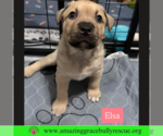 Small #1 Black Mouth Cur Mix