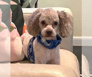 Poodle (Miniature) Dogs for adoption in Boonton, NJ, USA