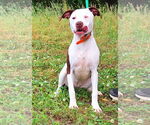 Small #1 American Pit Bull Terrier Mix