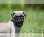 Small #1 Pug