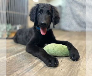 Goldendoodle Dogs for adoption in Pacolet, SC, USA