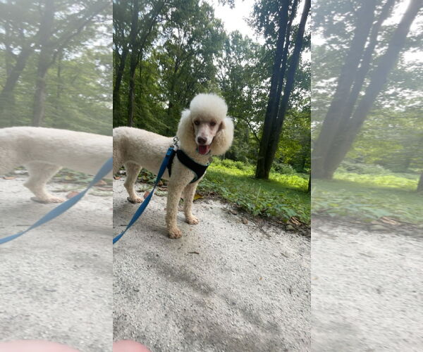 Medium Photo #10 Poodle (Standard) Puppy For Sale in Pacolet, SC, USA