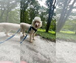 Small #9 Poodle (Standard)