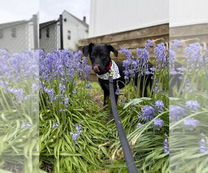 Mountain Cur-Unknown Mix Dogs for adoption in Boston, MA, USA