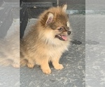 Small Photo #6 Pomeranian Puppy For Sale in GOSHEN, NY, USA