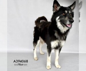 German Shepherd Dog-Siberian Husky Mix Dogs for adoption in Conroe, TX, USA