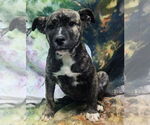 Small #1 American Pit Bull Terrier Mix