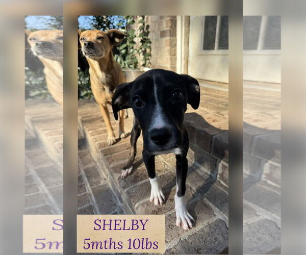 Medium Photo #2 Retriever -Unknown Mix Puppy For Sale in Woodbury, NY, USA