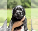 Small #11 Labrador Retriever