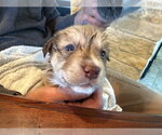 Small #5 Labrador Retriever Mix