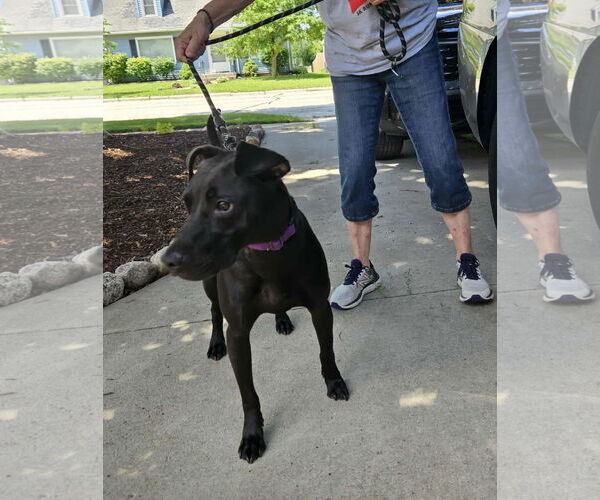 Medium Photo #2 Mutt Puppy For Sale in Sheboygan, WI, USA