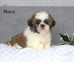 Shih Tzu Puppy for sale in CLARE, MI, USA