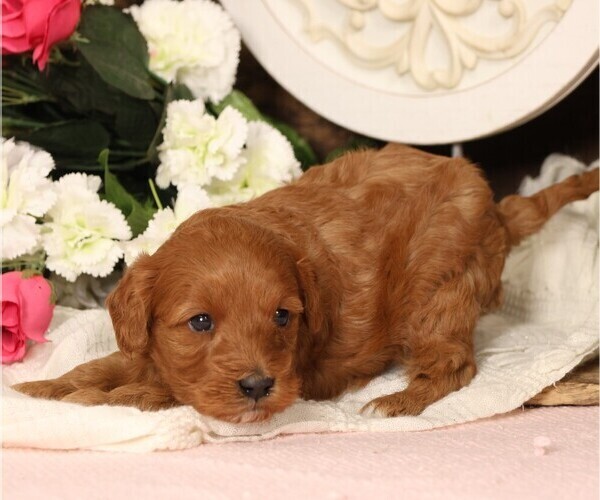 Medium Photo #2 Cavapoo Puppy For Sale in JONES, MI, USA