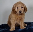 Small Photo #2 Golden Retriever-Poodle (Toy) Mix Puppy For Sale in WARSAW, IN, USA