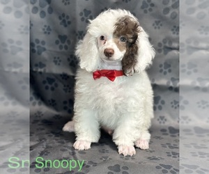 Poodle (Toy) Puppy for sale in STEPHENVILLE, TX, USA