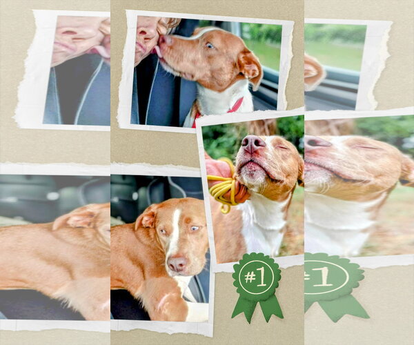 Medium Photo #5 Mutt Puppy For Sale in columbia, SC, USA