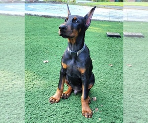 Doberman Pinscher Puppy for sale in CAVE CITY, KY, USA