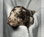 Small #3 Goldendoodle
