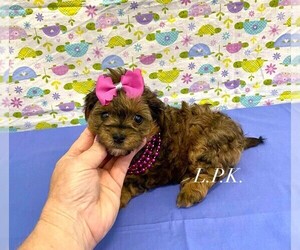 YorkiePoo Puppy for sale in WINNSBORO, LA, USA