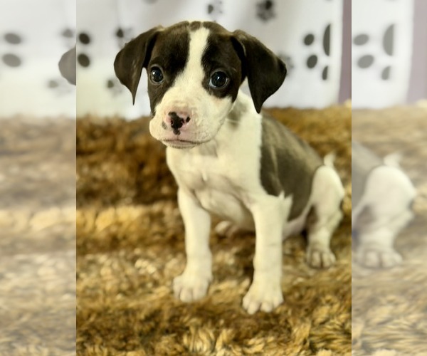 Medium Photo #1 Bulldog-Labrador Retriever Mix Puppy For Sale in SHERBURNE, NY, USA