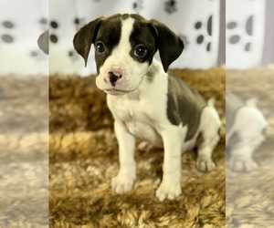 Bulldog-Labrador Retriever Mix Dogs for adoption in SHERBURNE, NY, USA