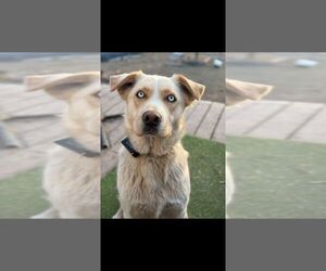 Labrador Retriever-Unknown Mix Dogs for adoption in Calgary, Alberta, Canada