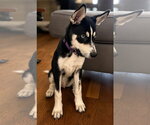 Small #2 Siberian Husky Mix