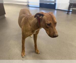 Unknown-Vizsla Mix Dogs for adoption in HESPERIA, CA, USA