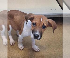 Labrador Retriever-Unknown Mix Dogs for adoption in Rockwall, TX, USA