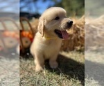 Image preview for Ad Listing. Nickname: AKC Ready to Go
