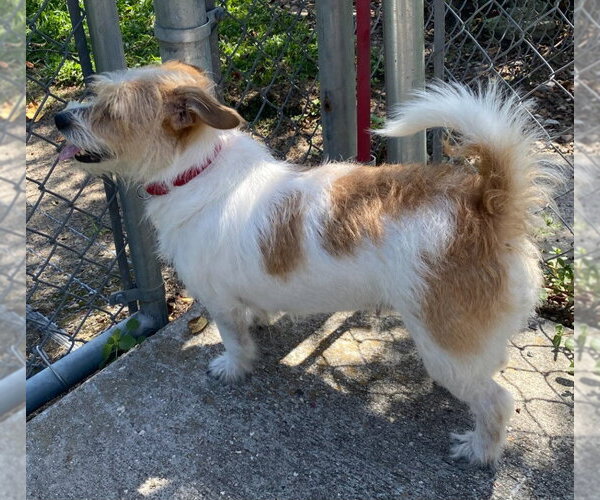 Medium Photo #2 Mutt Puppy For Sale in Canton, CT, USA