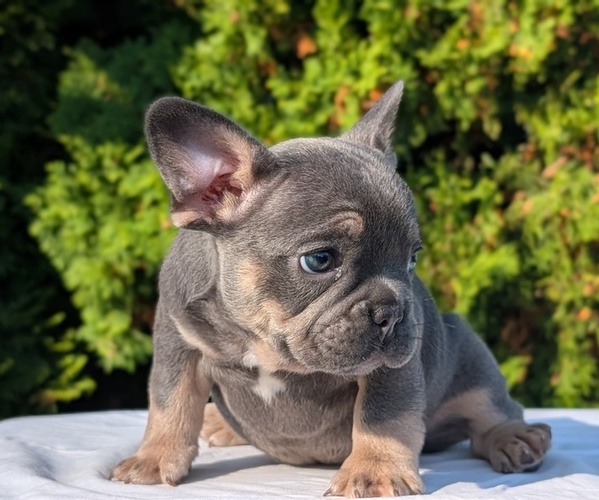 Medium Photo #2 French Bulldog Puppy For Sale in GOSHEN, IN, USA