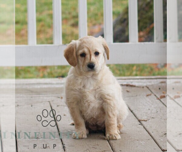 Medium Photo #2 Miniature Labradoodle Puppy For Sale in NARVON, PA, USA