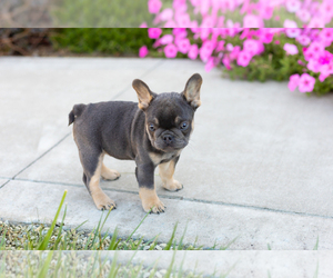 French Bulldog Puppy for sale in MILLERSBURG, IN, USA