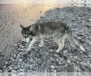Alaskan Malamute-Huskies  Mix Dogs for adoption in Alturas, CA, USA