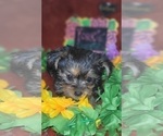 Small Photo #62 Yorkshire Terrier Puppy For Sale in AKRON, OH, USA
