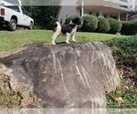 Small Photo #1 Akita Puppy For Sale in UNION CITY, GA, USA