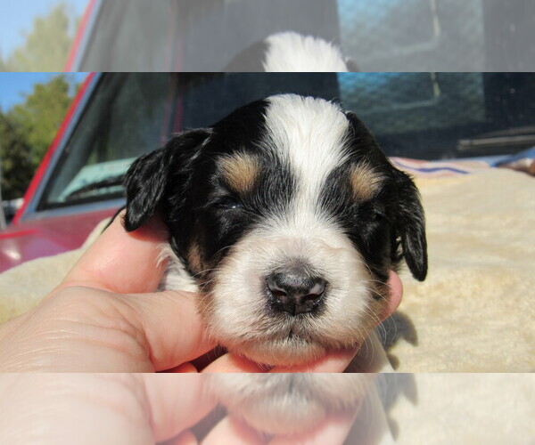 Medium Photo #2 Bernedoodle Puppy For Sale in BIG ROCK, IL, USA