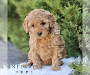 Goldendoodle (Miniature) Puppy for sale in KINZERS, PA, USA