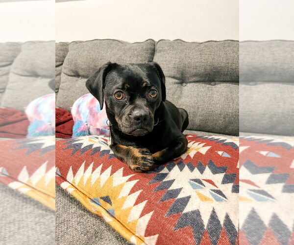 Medium Photo #3 Pug-Unknown Mix Puppy For Sale in Lake Forest, CA, USA