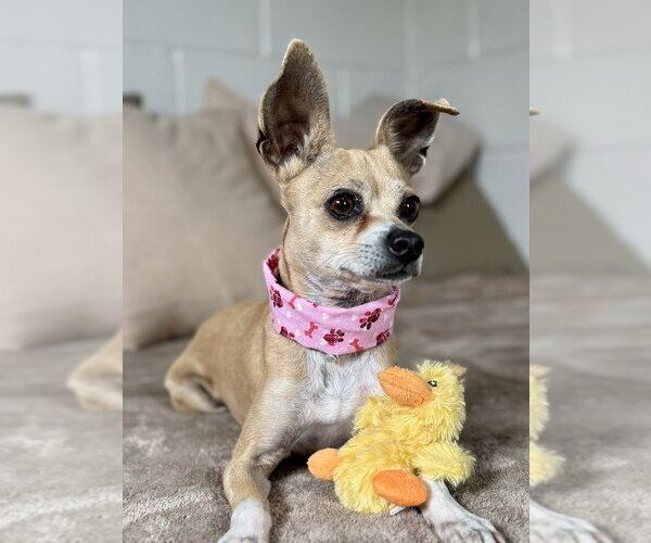 Medium Photo #2 Mutt Puppy For Sale in San Leon, TX, USA