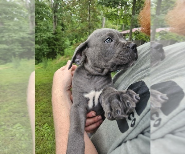 Medium Photo #5 Cane Corso Puppy For Sale in SCOTTSBURG, IN, USA