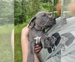 Small #4 Cane Corso