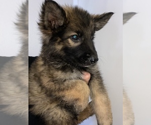 German Shepherd Dog Puppy for sale in DEL ROSA, CA, USA