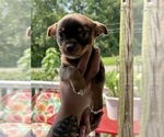Puppy Sasha Chihuahua