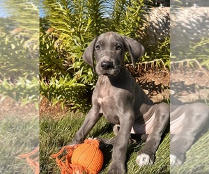 Great Dane Puppy for sale in MIDDLEBURY, IN, USA